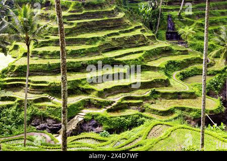 Le magnifiche terrazze di riso di Tegallalang viste dall'alto in una foresta di palme. Camminando tra i tanti livelli incredibili. Foto Stock