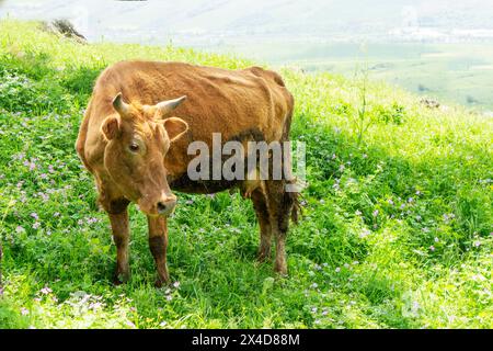 Mucche su un campo verde e cielo azzurro e limpido. Mandria di mucche che pascolano su un campo verde, vicino a un vecchio albero. Mandria di vacche e greggi di ovini sullo sfondo. Foto Stock
