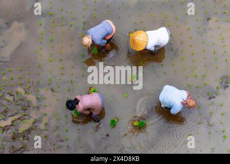 Lavoratori che piantano nuove radici di riso nei campi di riso di Bali, Indonesia. Raccolto fino a sei volte all'anno. Foto Stock