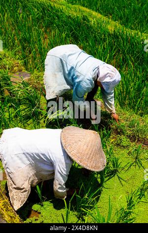 Lavoratori che piantano nuove radici di riso nei campi di riso di Bali, Indonesia. Raccolto fino a sei volte all'anno. Foto Stock