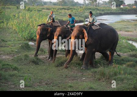 Asia, Nepal, Sauraha. Custodi di elefanti asiatici non lavoranti salvati vicino al parco nazionale di Chitwan. (Solo per uso editoriale) Foto Stock