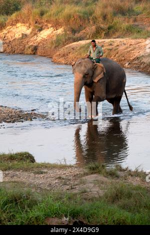 Asia, Nepal, Sauraha. Istruttore che attraversa il fiume Budhi Rapti a bordo di un elefante asiatico. (Solo per uso editoriale) Foto Stock