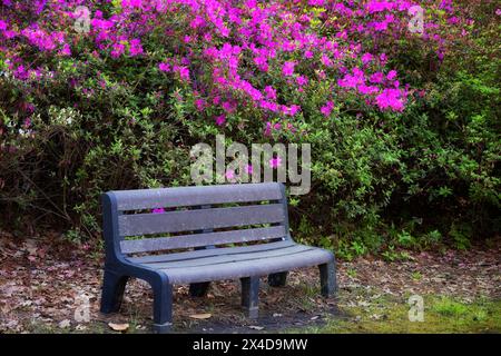 Un'invitante panchina si trova di fronte a una Azalea in fiore vista lungo il sentiero pedonale. Foto Stock