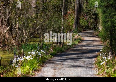 Gigli bianchi e ginocchia di cipressi fiancheggiano un sentiero alberato nei Cypress Gardens di Moncks Corner, South Carolina. Foto Stock