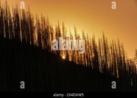 Canada, Alberta, Waterton Lakes National Park. Alberi bruciati sagomati al tramonto. Foto Stock