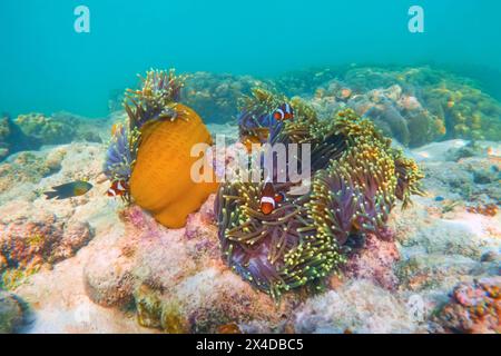 I pesci pagliaccio Amphiprion ocellaris nuotano nei polipi anemoni velenosi pericolosi nel quartiere simbiotico, riproducendo uova in frantumi caldi Foto Stock