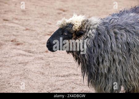 Immagine di una pecora animale con una museruola nera Foto Stock