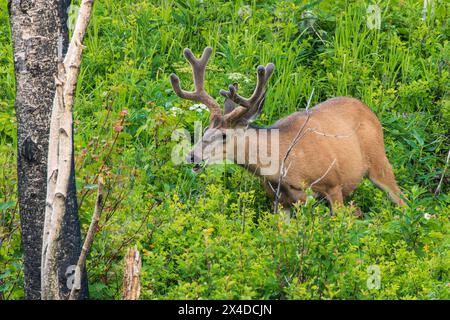 Canada, Alberta, Waterton Lakes National Park. Mule Deer buck eating. Foto Stock