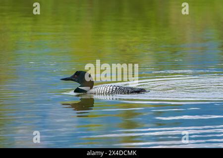 Canada, Alberta, Banff National Park. lago comune che nuota nei laghi Vermilion. Foto Stock