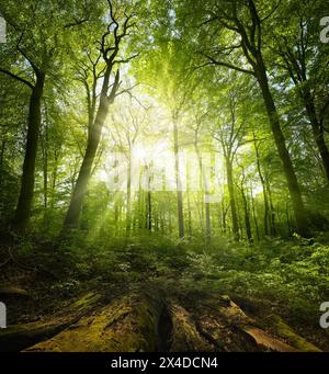 Paesaggio pittoresco della foresta di faggi con il sole luminoso che splende attraverso il verde fogliame. Con il legno come linee principali. Foto Stock