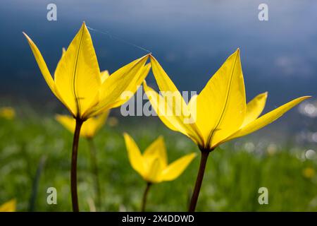 Wild Tulipa sylvestris L. fiori in primo piano, Pilsrundāle, Lettonia Foto Stock