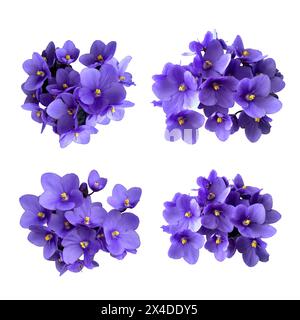 Set di fiori viola viola con foglie, oggetto isolato da piante per la casa, messa a fuoco selettiva del percorso di ritaglio, elemento decorativo per il design, concetto di arredamento per la casa Foto Stock