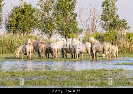 Saintes-Maries-de-la-Mer, Bouches-du-Rhone, Provence-Alpes-Cote d'Azur, Francia. Cavalli nelle paludi della Camargue. Foto Stock