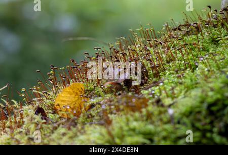 Muschio e foglie a terra nella foresta. Messa a fuoco selettiva Foto Stock