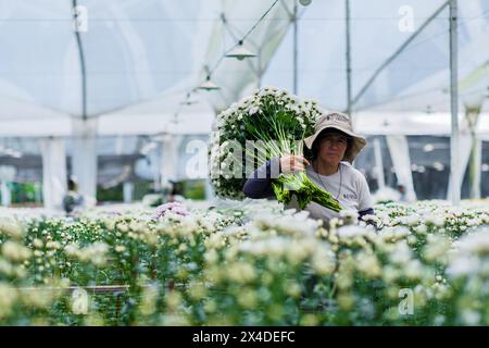 Un lavoratore agricolo colombiano trasporta mazzi di fiori di crisantemo in una fattoria di fiori recisi a Rionegro, in Colombia, il 15 marzo 2024. Foto Stock