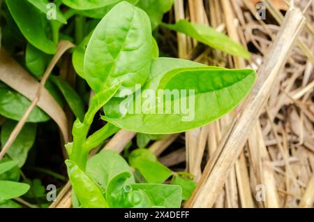 Spinaci di Malabar sulla vite Foto Stock