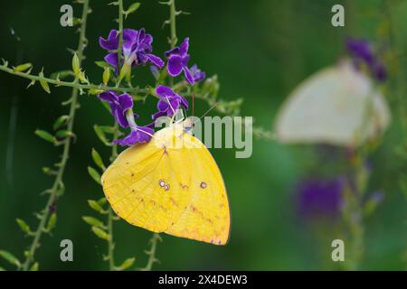 Farfalla maschio dell'emigrante di limone, Catopsilia pomona, raccolta di polline su Skyflower, Thailandia Foto Stock