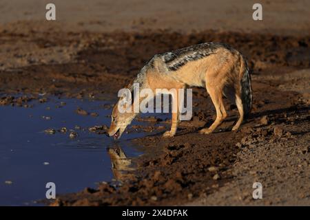 Lo sciacallo nero, chiamato anche sciacallo argentato, è un canino di medie dimensioni originario dell'Africa orientale e meridionale. Foto Stock