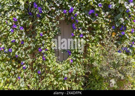 Arles, Bouches-du-Rhone, Provence-Alpes-Cote d'Azur, Francia. Fioritura delle vigne Morning Glory su una casa ad Arles. Foto Stock