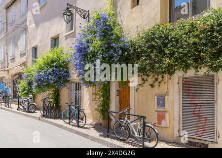 Arles, Bouches-du-Rhone, Provence-Alpes-Cote d'Azur, Francia. Biciclette e vigne in fiore blu lungo una strada in Provenza. (Solo per uso editoriale) Foto Stock