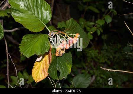 Ravvicinata filiale di Sorbus aria Foto Stock