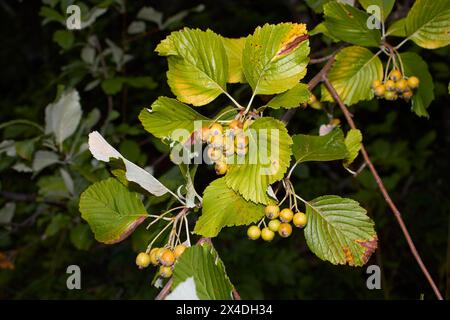 Ravvicinata filiale di Sorbus aria Foto Stock