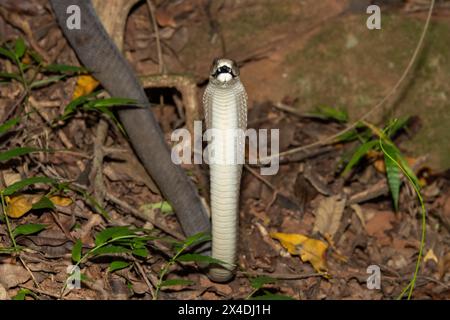 Mamba nera (Dendroaspis polylepis) che mostra difensività Foto Stock