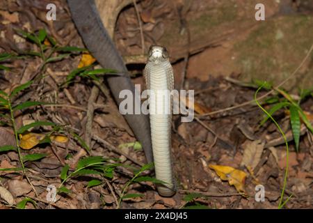 Mamba nera (Dendroaspis polylepis) che mostra difensività Foto Stock