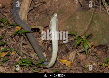 Mamba nera (Dendroaspis polylepis) che mostra difensività Foto Stock