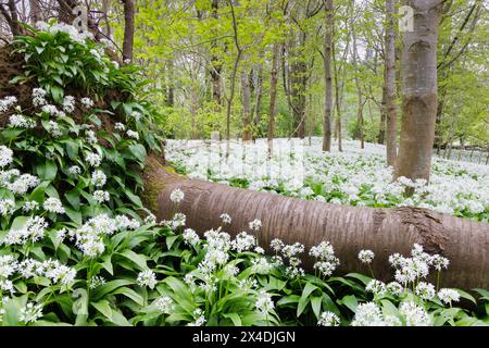 Un tappeto di fiori bianchi e foglie verdi scure di aglio selvatico (Allium ursinum) che cresce sopra e intorno a un albero caduto nel bosco del Northamptonshire. Foto Stock