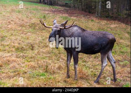 Un alce eurasiatica, Alces, in piedi. Prigioniero. Foto Stock