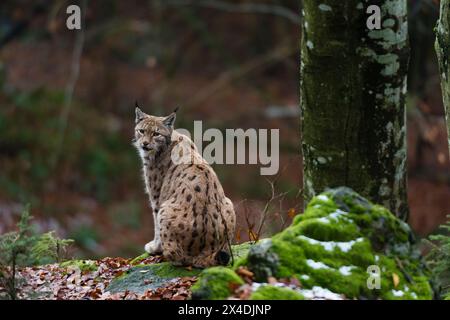 Una lince europea, seduta su una roccia muschiata e guardando la telecamera. Parco nazionale Bayerischer Wald, Baviera, Germania. Foto Stock