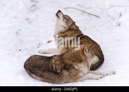 Due lupi grigi, Canis lupus, che urlano nel Parco Nazionale della Foresta Bavarese. Germania. Foto Stock