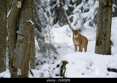 Una lince europea, situata su una roccia nel Parco Nazionale della Foresta Bavarese. Germania. Foto Stock