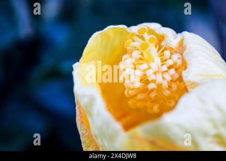 Questo primo piano cattura un piccolo fiore giallo che viene catturato nelle prime fasi della fioritura. I suoi vivaci petali cominciano a dispiegarsi alla luce del sole. Foto Stock