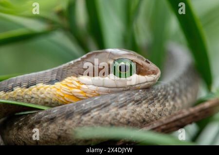 Un bel boomslang giovanile (Dispholidus typus), noto anche come serpente d'albero o serpente d'albero africano, nei rami di un albero di legno giallo indigeno Foto Stock