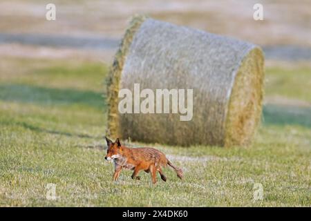 Volpe rossa (Vulpes vulpes) che mostra uno stadio iniziale di infezione da mange, caccia in prati appena falciati / praterie tagliate con balle di fieno rotonde in estate Foto Stock