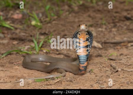 Primo piano di un selvaggio mozambicano che sputa Cobra (Naja mossambica) con il suo caratteristico cappuccio Foto Stock