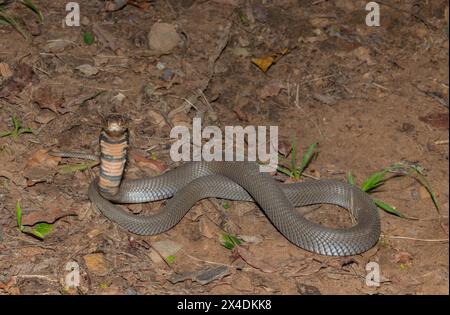 Primo piano di un selvaggio mozambicano che sputa Cobra (Naja mossambica) con il suo caratteristico cappuccio Foto Stock