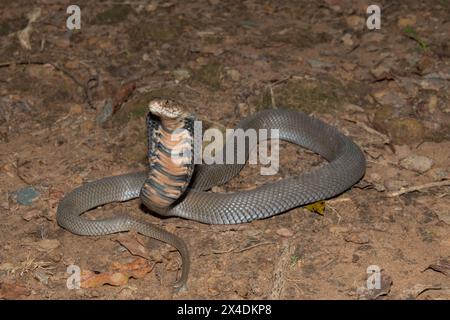 Primo piano di un selvaggio mozambicano che sputa Cobra (Naja mossambica) con il suo caratteristico cappuccio Foto Stock