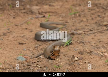 Primo piano di un selvaggio mozambicano che sputa Cobra (Naja mossambica) con il suo caratteristico cappuccio Foto Stock