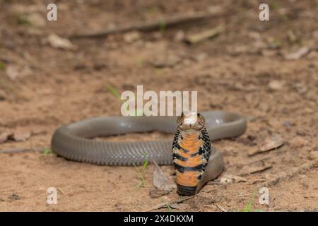 Primo piano di un selvaggio mozambicano che sputa Cobra (Naja mossambica) con il suo caratteristico cappuccio Foto Stock