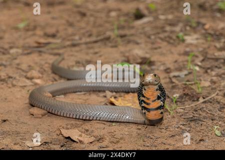 Primo piano di un selvaggio mozambicano che sputa Cobra (Naja mossambica) con il suo caratteristico cappuccio Foto Stock