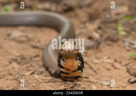 Primo piano di un selvaggio mozambicano che sputa Cobra (Naja mossambica) con il suo caratteristico cappuccio Foto Stock