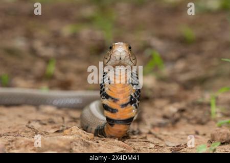 Primo piano di un selvaggio mozambicano che sputa Cobra (Naja mossambica) con il suo caratteristico cappuccio Foto Stock