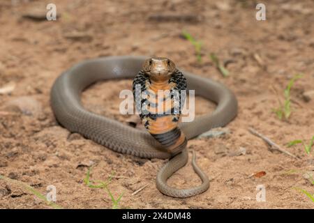 Primo piano di un selvaggio mozambicano che sputa Cobra (Naja mossambica) con il suo caratteristico cappuccio Foto Stock