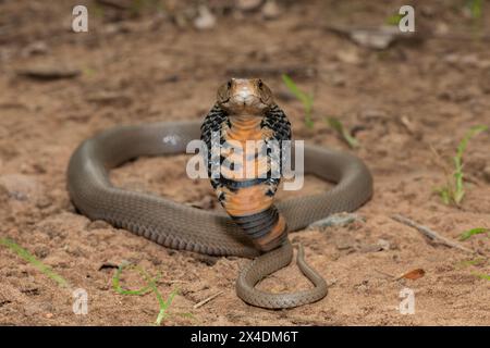 Primo piano di un selvaggio mozambicano che sputa Cobra (Naja mossambica) con il suo caratteristico cappuccio Foto Stock