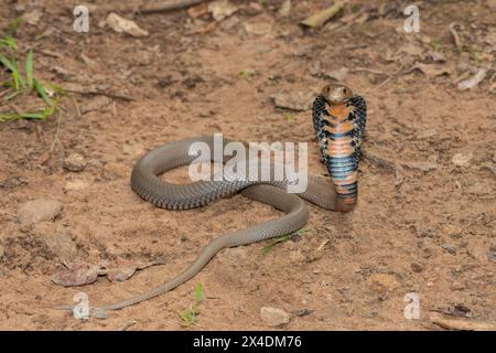 Primo piano di un selvaggio mozambicano che sputa Cobra (Naja mossambica) con il suo caratteristico cappuccio Foto Stock