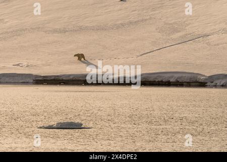 Un orso polare unico, Ursus maritimus, sull'isola di Wilhelmoya. Hinlopen Strait, Nordaustlandet, Svalbard, Norvegia Foto Stock