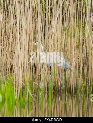 Heron grigio (Ardea cinerea) nascosto tra le canne Foto Stock